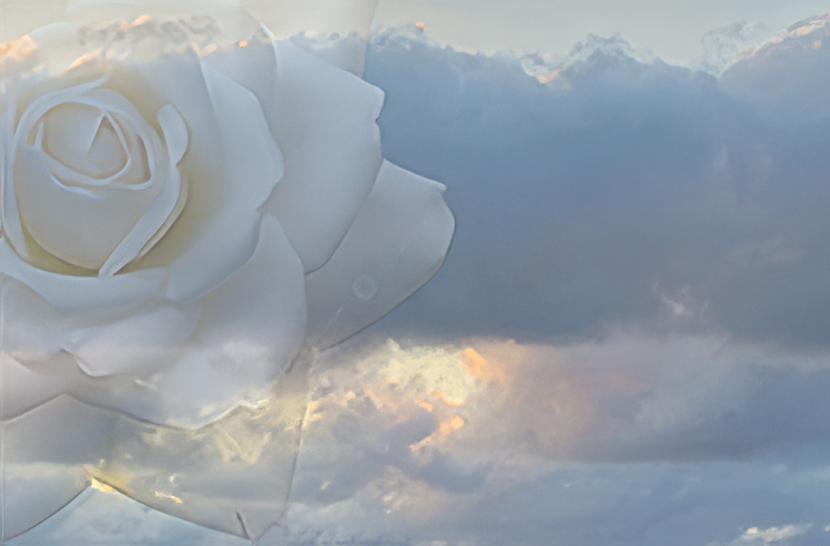Skyrose
